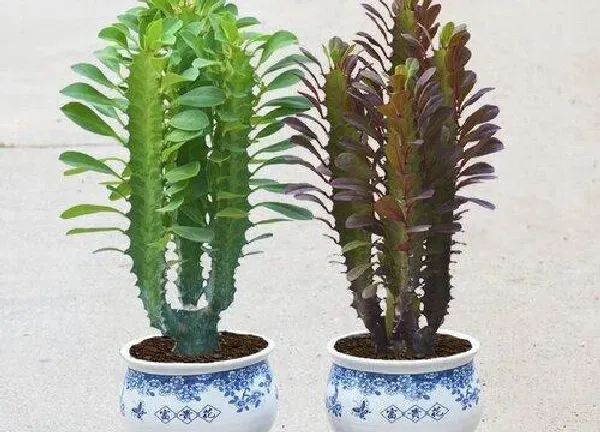 植物扦插|霸王鞭的扦插方法图解 霸王鞭如何扦插繁殖