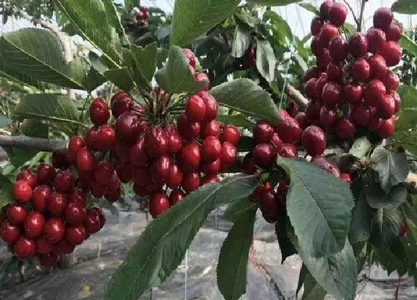 养殖科普|车厘子可以盆栽吗