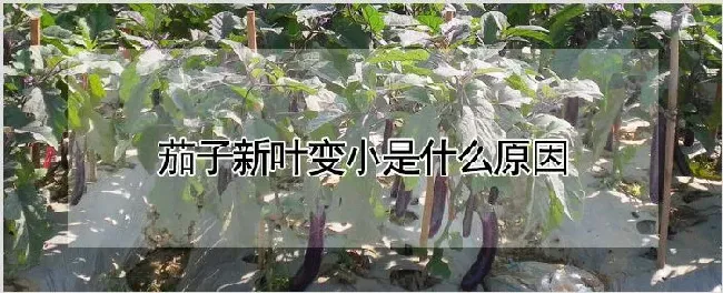 茄子新叶变小是什么原因 | 农业科普