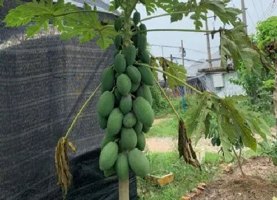 种植管理|木瓜树几年结果 种植多久能开花结果