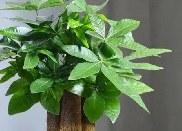 植物移栽|绿植换盆最佳时间及注意事项 什么时候换盆最好