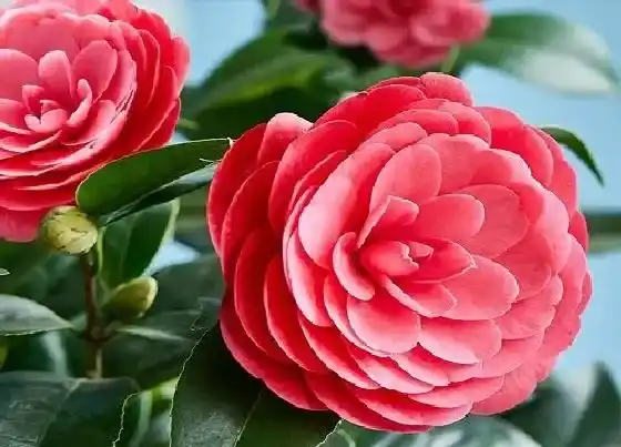 冬天植物|四季茶花耐寒多少度 四季茶花过冬抗寒的最低温度