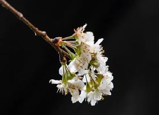 开花时间|樱桃树什么时候开花 在几月份开花