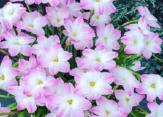 开花时间|葱兰什么时候开花 花期从几月到几月