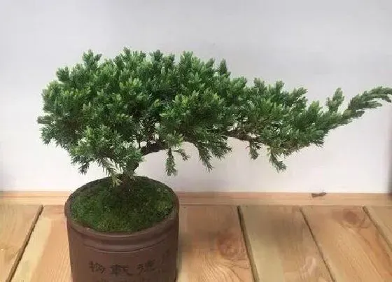 植物种类|柏树是什么树 属于什么科植物