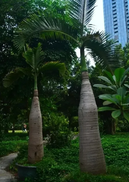 植物百科|植物的茎是哪个部位（茎是植物的什么位置器官结构图）