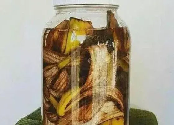植物施肥|水培植物用什么肥料叶子绿最有效果 水养加什么肥长得快