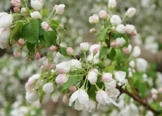 花期|八棱海棠花期是什么时候