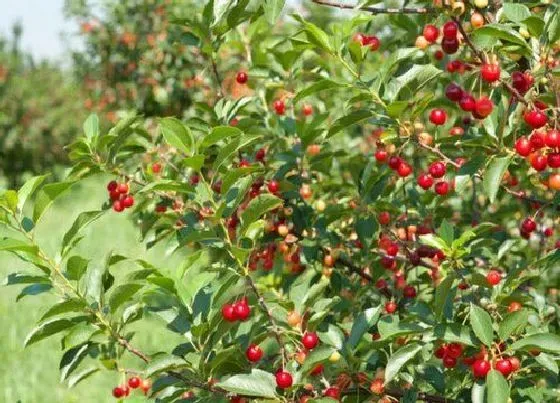 种植育种|樱桃核能种吗 吃完樱桃的核能种出来樱桃树吗