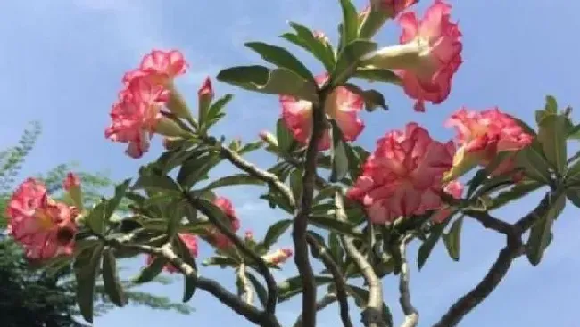 叶子发黄|沙漠玫瑰开花后叶子发黄怎么回事（花期黄叶子是什么原因）