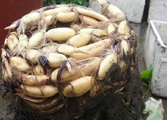 植物施肥|盆栽藕施什么肥最好