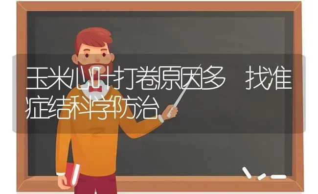 玉米心叶打卷原因多 找准症结科学防治 | 粮油作物种植