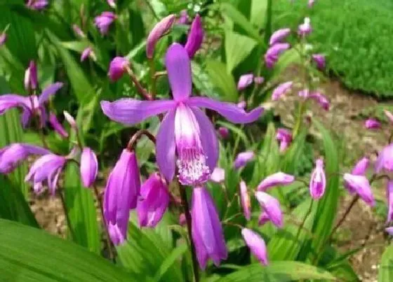 种植管理|白芨的生长周期是多长时间