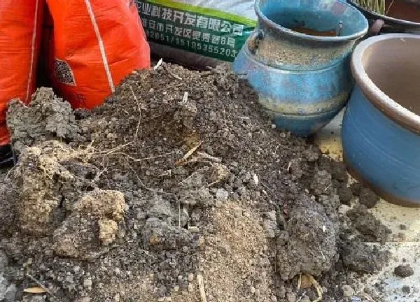 养殖科普|田园土适合养什么花