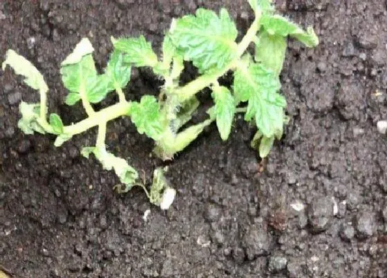 植物播种|圣女果什么时候播种好