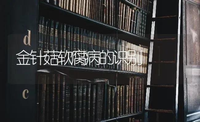 金针菇软腐病的识别 | 食用菌种植
