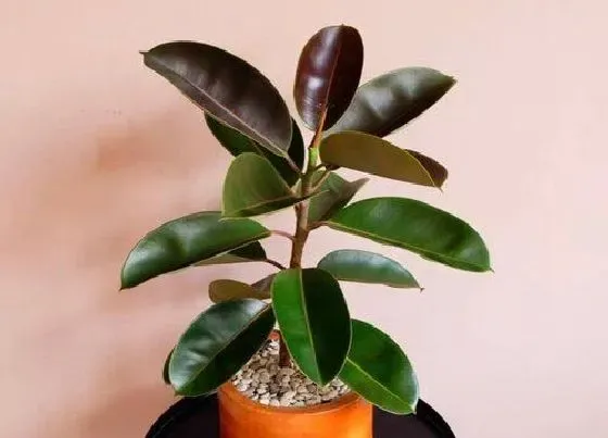 植物种类|家里面阳台种什么花好看又好养（一年四季都可以养的花）