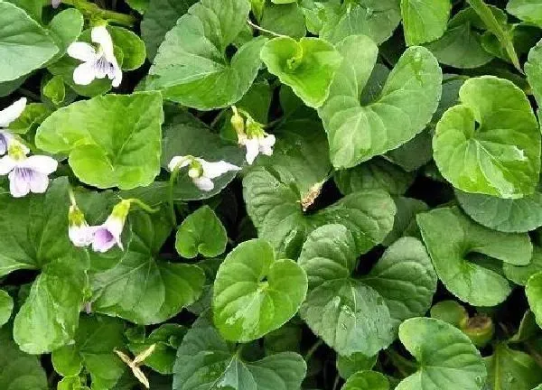 植物移栽|天门冬怎么分盆分株 分株繁殖方法