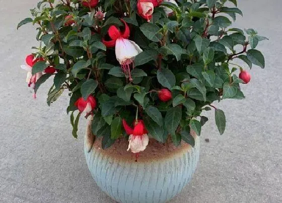 冬天植物|灯笼花耐寒吗（藤本灯笼花冬天养殖方法和注意事项）