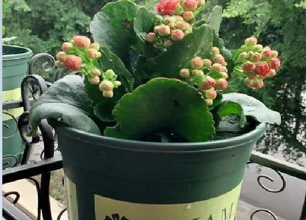 植物移栽|换盆长寿花小苗多久能晒太阳（移栽长寿花几天能见光）