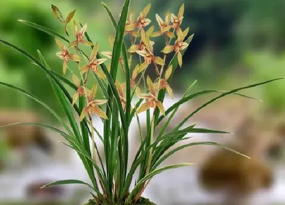 种植土壤|墨兰盆栽怎么配土 养殖花土的配制方法