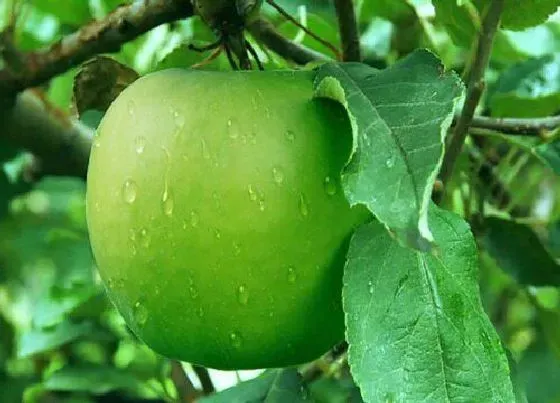 食用常识|青苹果含糖量高吗