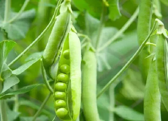 夏天植物|豌豆夏天可以种吗