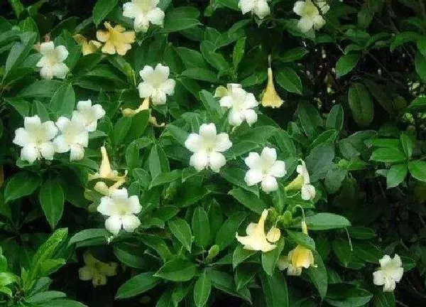 养殖方法|非洲茉莉的养殖方法和注意事项有哪些