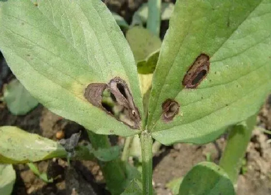 植物虫害|花生病虫害防治技术与方法措施