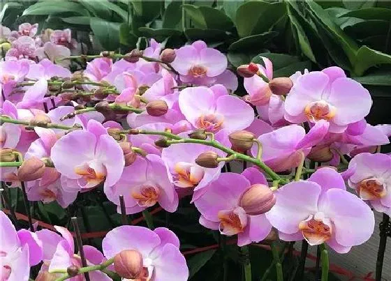 冬天植物|蝴蝶兰几度入室