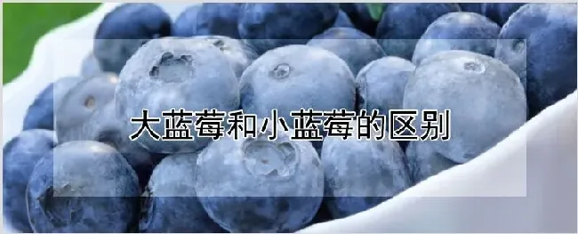 大蓝莓和小蓝莓的区别 | 耕种资料