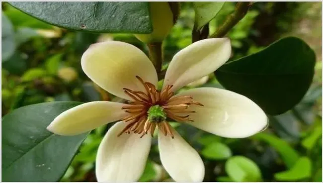 含笑花的繁殖方法 | 种植资料