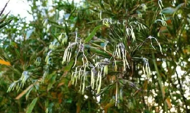 植物百科|风水学竹子开花意味着什么风水预兆（家里竹子开花是吉是凶）