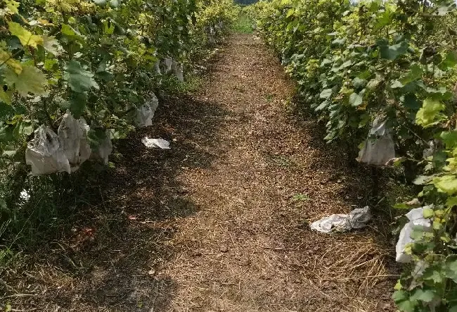喷药|果园除草用什么除草剂不伤根（使用什么除草剂安全又高效）