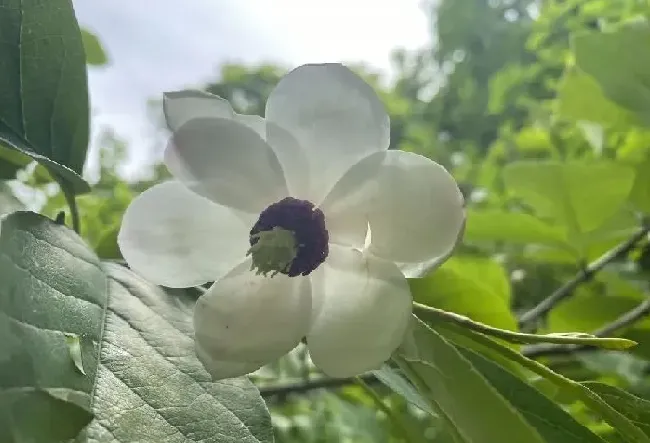 植物种类|中国十大最稀有的花（我国最罕见最名贵又漂亮的花卉）