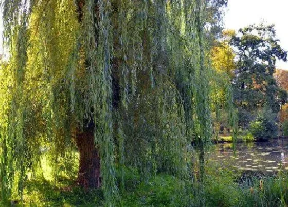 植物种类|杨柳是什么树 长什么样子