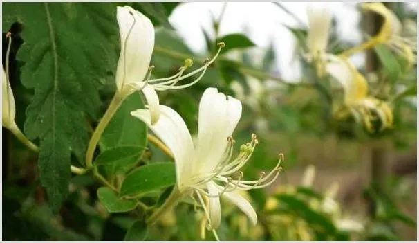 金银花在日常管理的高产种植技巧（建议收藏！） | 种植施肥