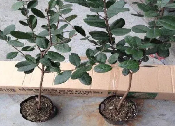 养殖科普|菲油果可以盆栽吗