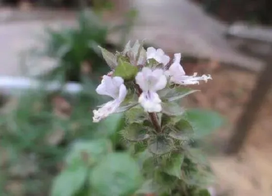 植物播种|九层塔什么时候播种合适