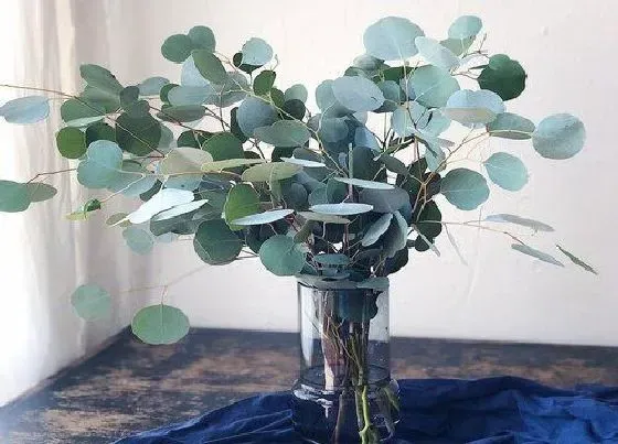 植物毒性|尤加利叶香味有毒吗