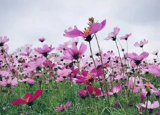 冬天植物|波斯菊冬天会冻死吗