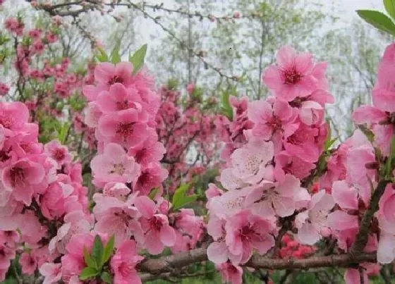 种植管理|桃树摘心打顶时间与方法