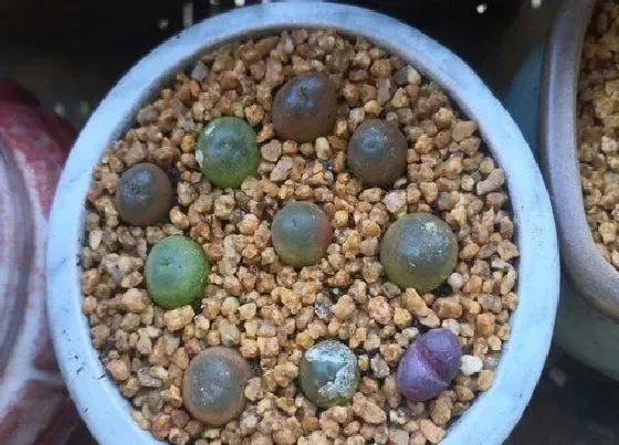 种植土壤|毛汉尼怎么配土