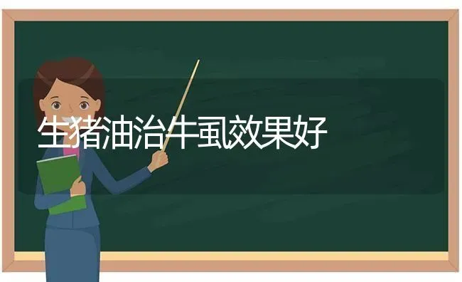 生猪油治牛虱效果好 | 瓜果种植