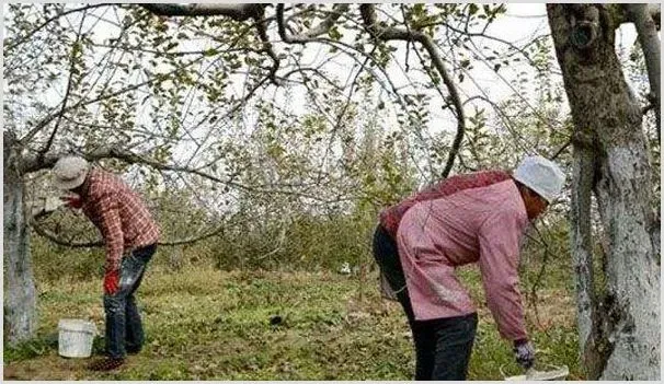 常见农药病虫害防治技巧 | 种植施肥