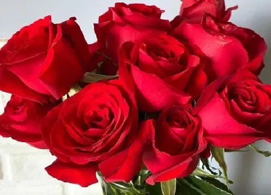 花语|24朵玫瑰代表什么花语