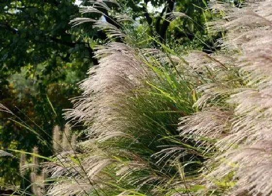 植物百科|细叶芒属于什么植物类型