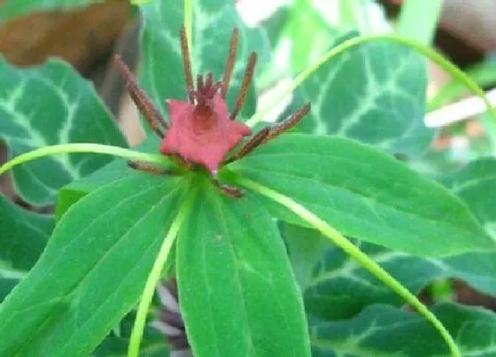 植物排行|重楼什么品种最好