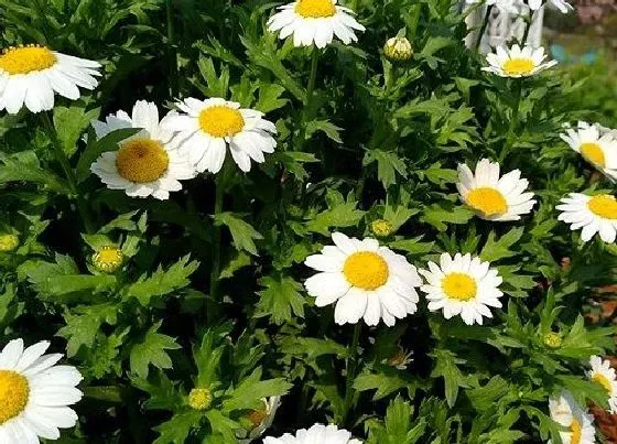 花语|什么花代表暗恋