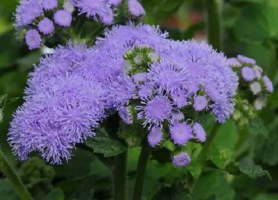 开花时间|藿香蓟什么时候开花